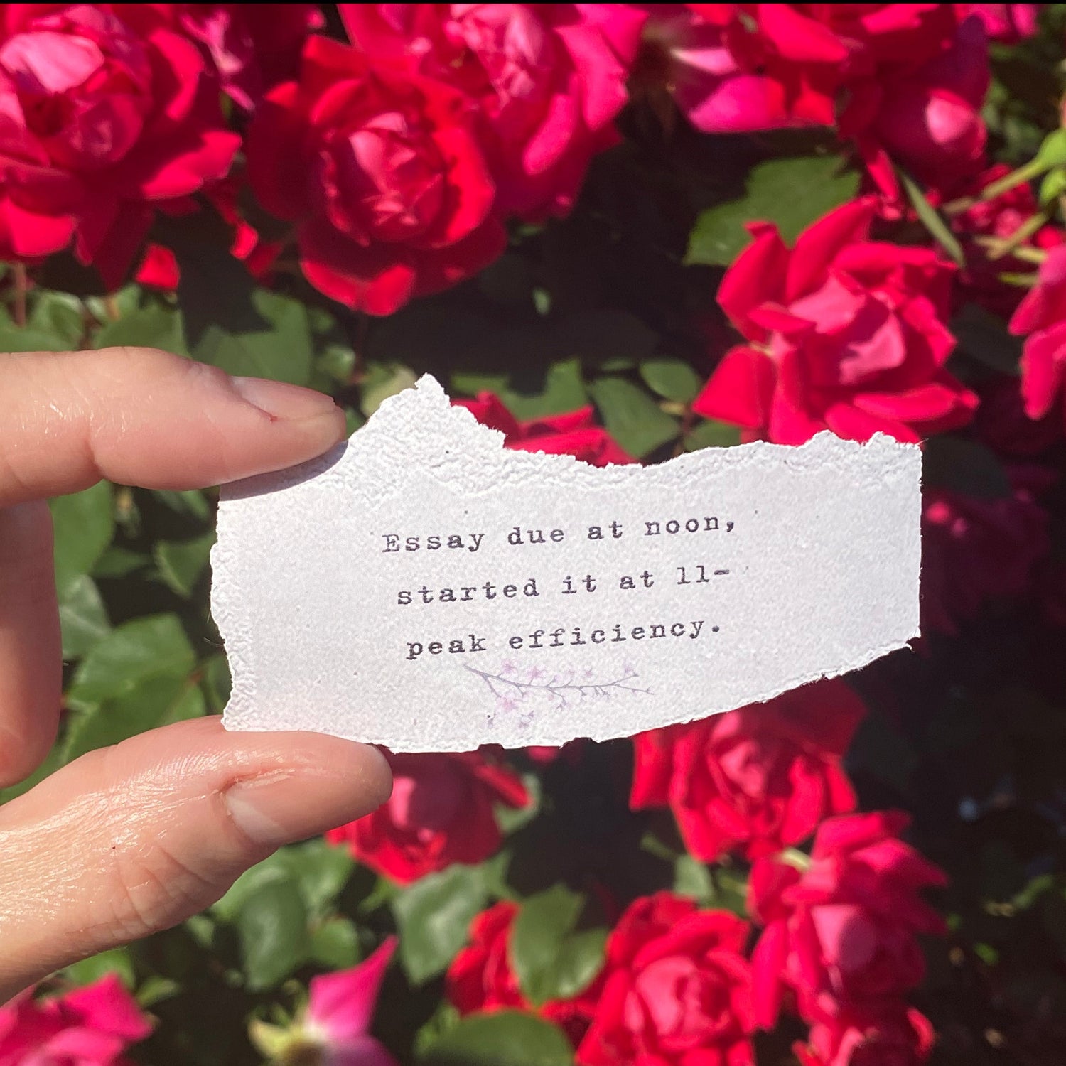 Boutique Haiku Strips